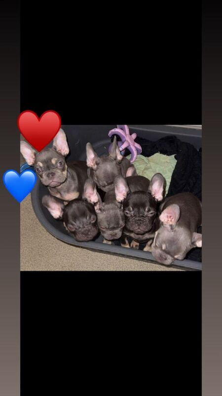 French Bulldog puppies