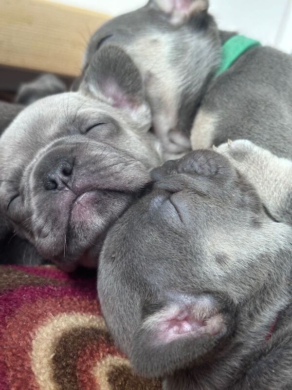 Frenchie Puppies For Sale