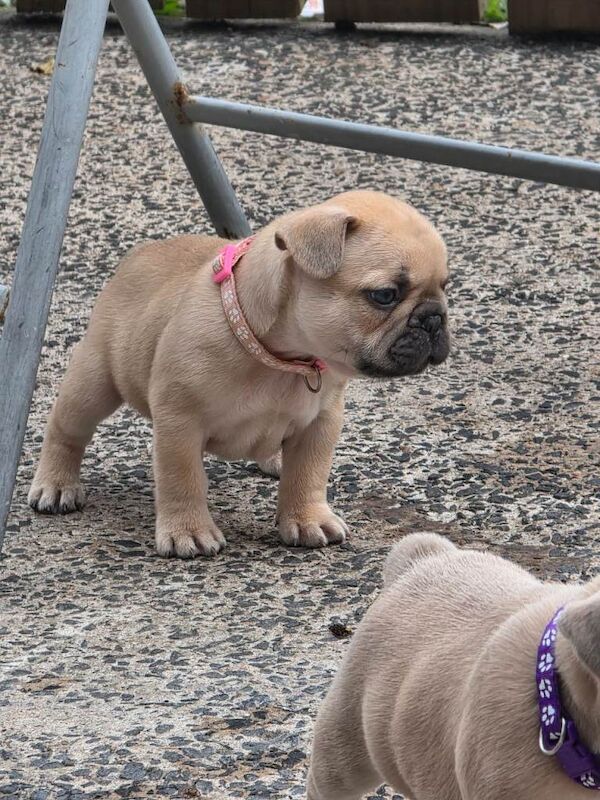 French bulldog puppies