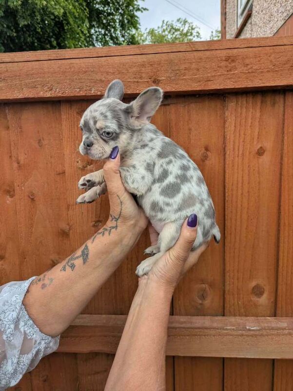 French bulldog puppies