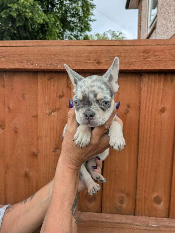 French bulldog puppies - Image 2 of 2