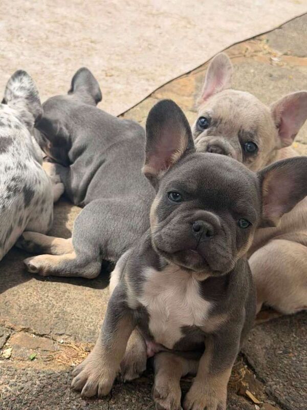 French bulldog puppies