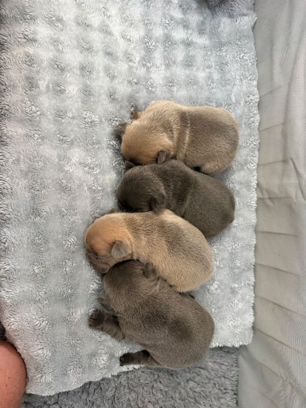 French Bulldog Puppies