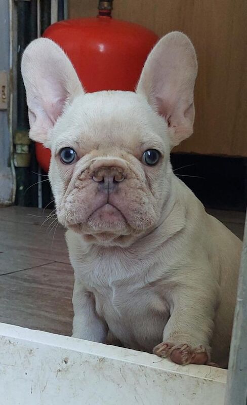 French bulldog puppies
