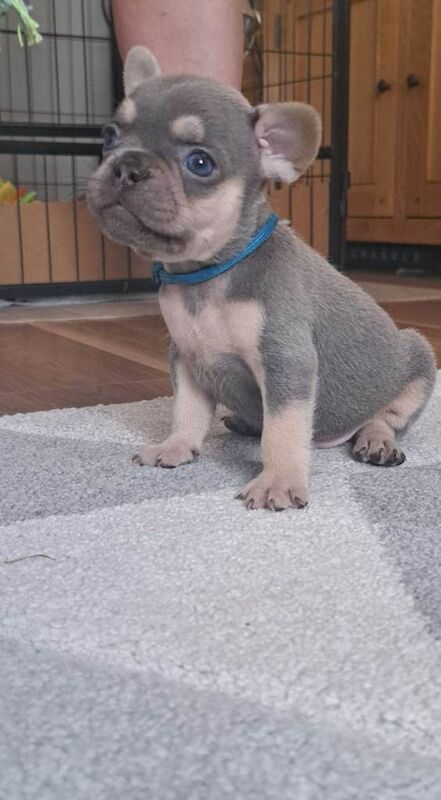 French bulldog puppies