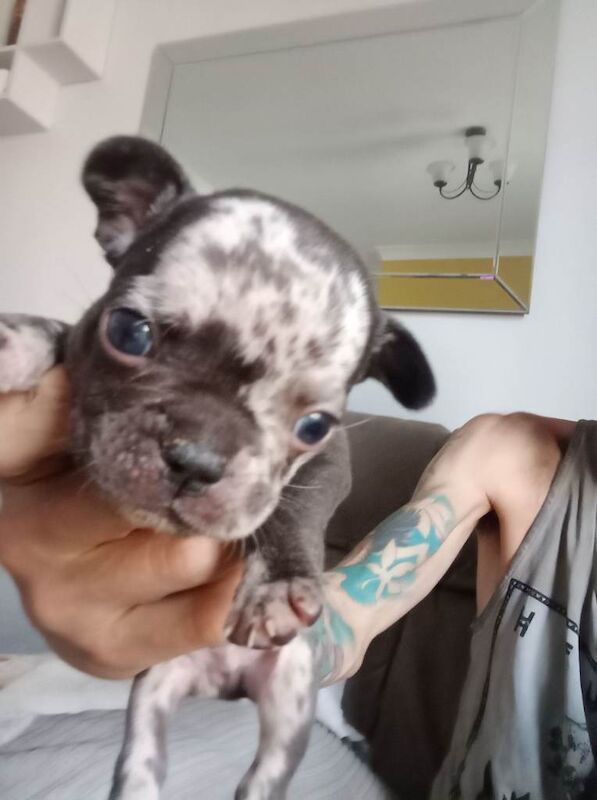 French bulldog puppies