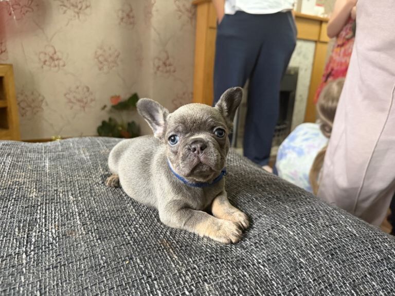 Frenchie Puppies For Sale