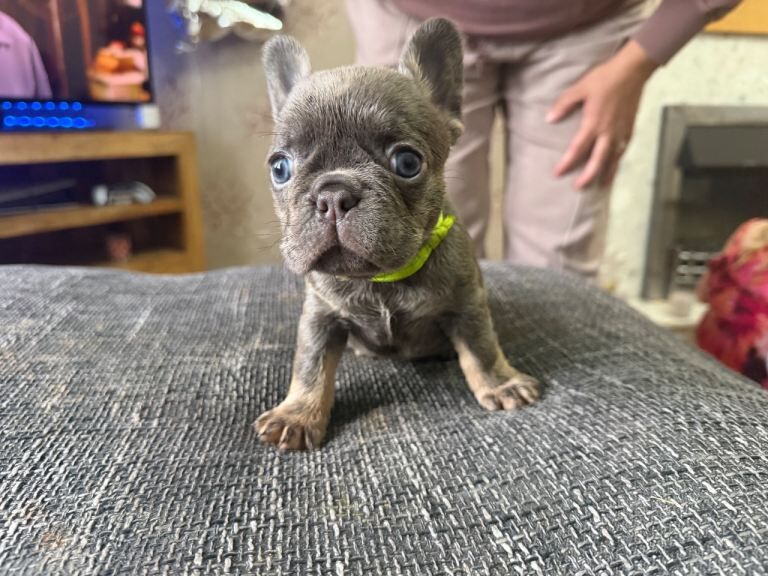 French bulldog puppies - Image 4 of 6