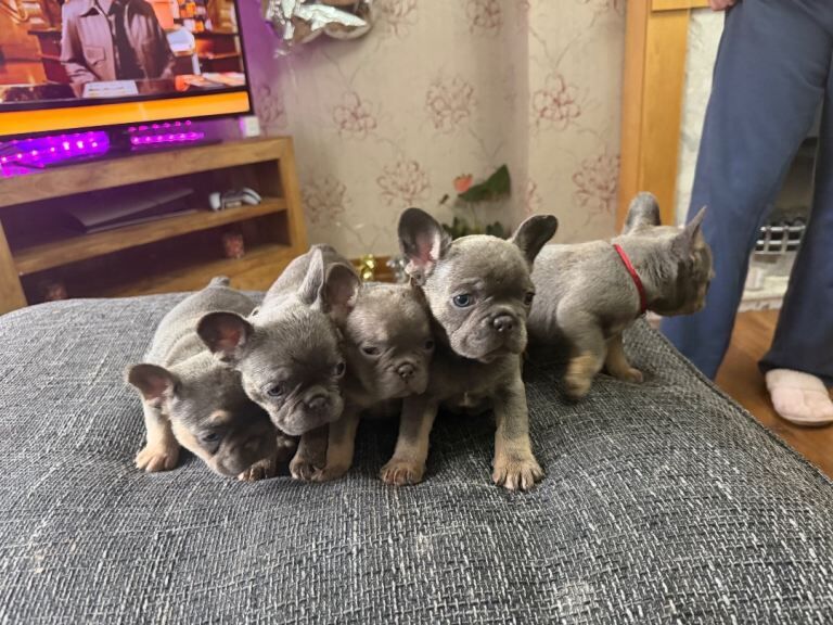 French bulldog puppies - Image 6 of 6