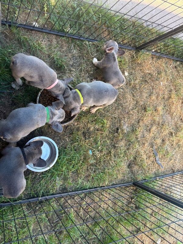 French bulldog puppies