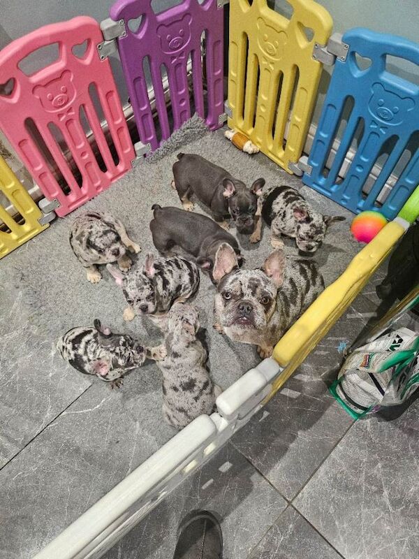 French Bulldog Puppies
