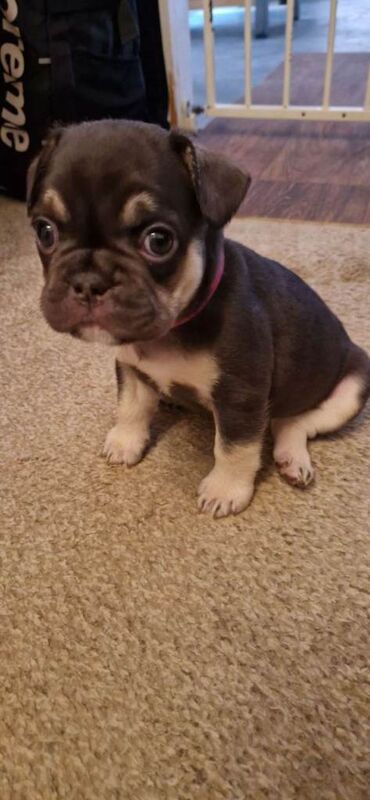 French Bulldog Puppies For Sale Under £1,000