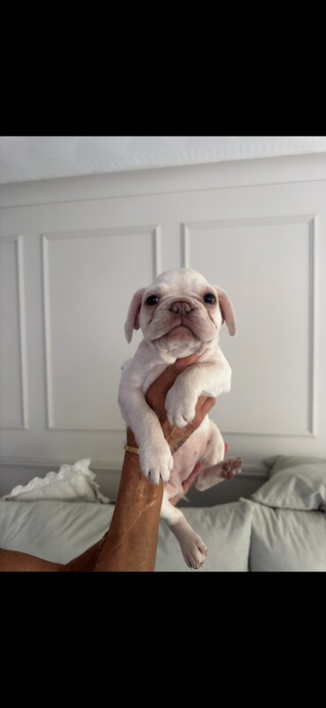 French bulldog puppies - Image 2 of 5