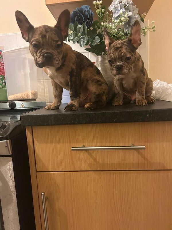 French Bulldog Puppies