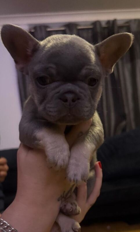 French Bulldog puppies for sale in Lisburn, County Down – KC registered, 7 weeks old
