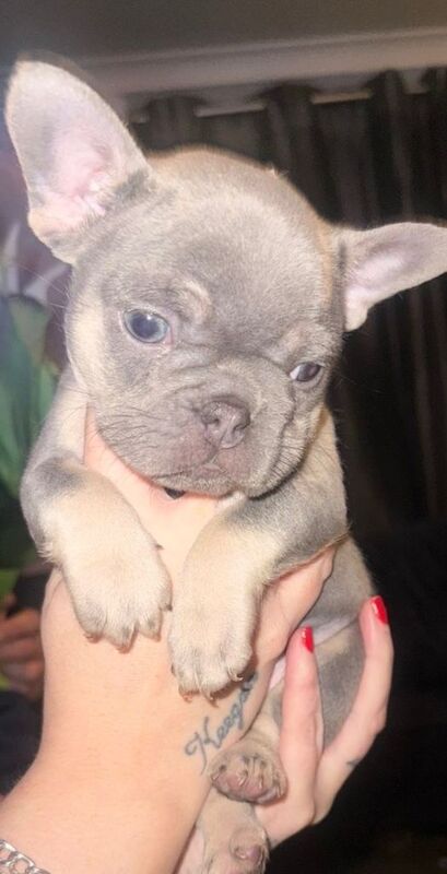 French bulldog puppies 8 weeks old - Image 2 of 5