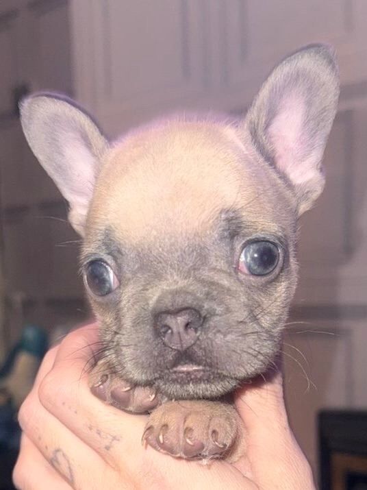 French bulldog puppies 8 weeks old - Image 3 of 5