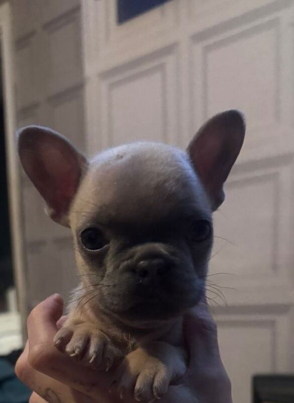French bulldog puppies 8 weeks old - Image 4 of 5