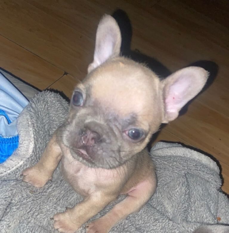 French bulldog puppies 8 weeks old - Image 5 of 5