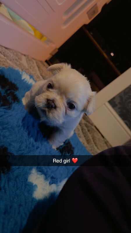 Frenchie Puppies For Sale