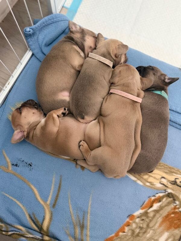 Blue French Bulldog Puppies For Sale