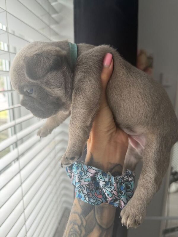 French Bulldog Puppies Available - Image 3 of 3