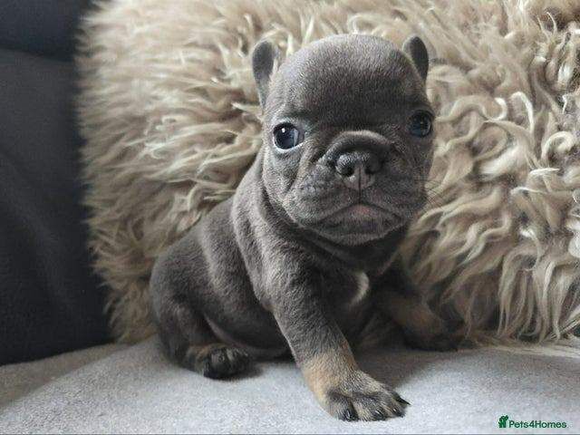French Bulldog puppies for sale in Highland Boath, Nairn – KC registered, 8 weeks old