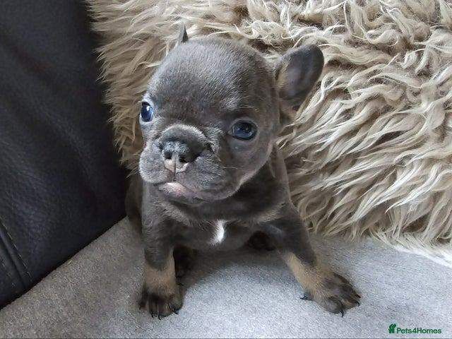 French Bulldog puppies for sale in Highland Boath, Nairn – KC registered, 8 weeks old - Image 2 of 5