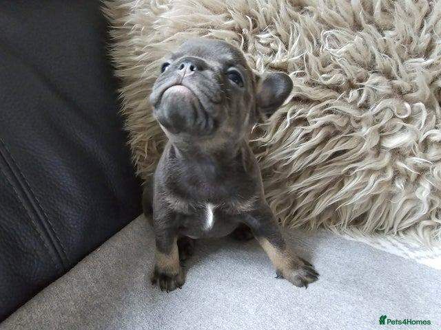 French Bulldog puppies for sale in Highland Boath, Nairn – KC registered, 8 weeks old - Image 3 of 5