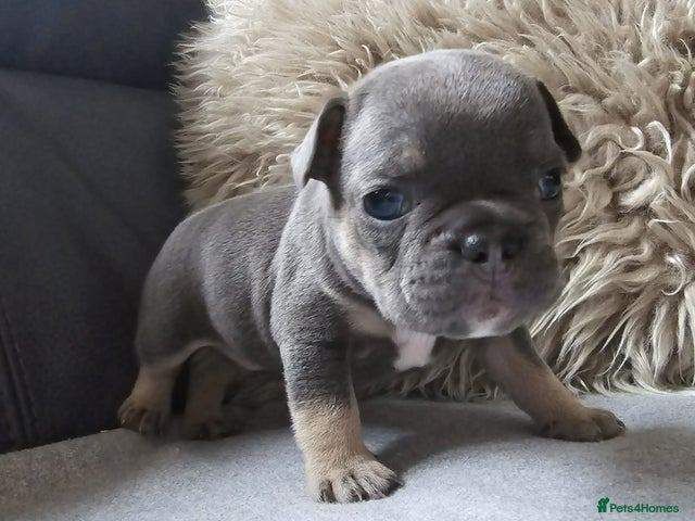 French Bulldog puppies for sale in Highland Boath, Nairn – KC registered, 8 weeks old - Image 4 of 5
