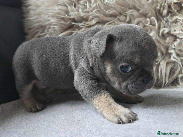 French Bulldog puppies for sale in Highland Boath, Nairn – KC registered, 8 weeks old - Image 5 of 5