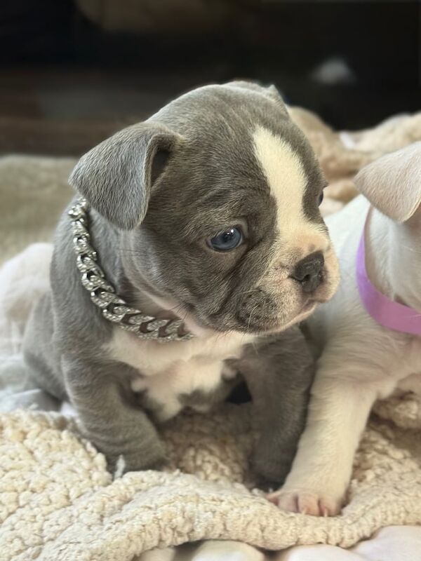 French Bulldog Puppies Blue Eyes for sale in Seven Sisters, Greater London