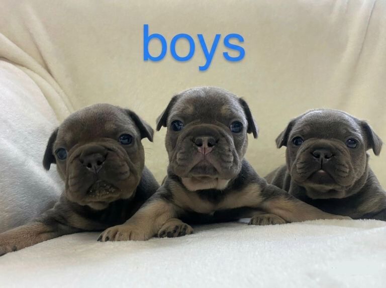French Bulldog Puppies Blue & Tan - Image 2 of 5
