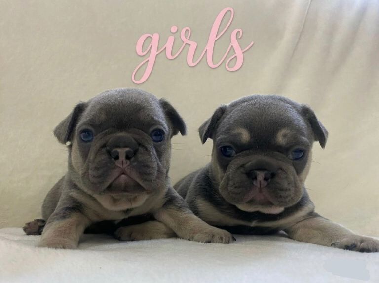 French Bulldog Puppies Blue & Tan - Image 3 of 5