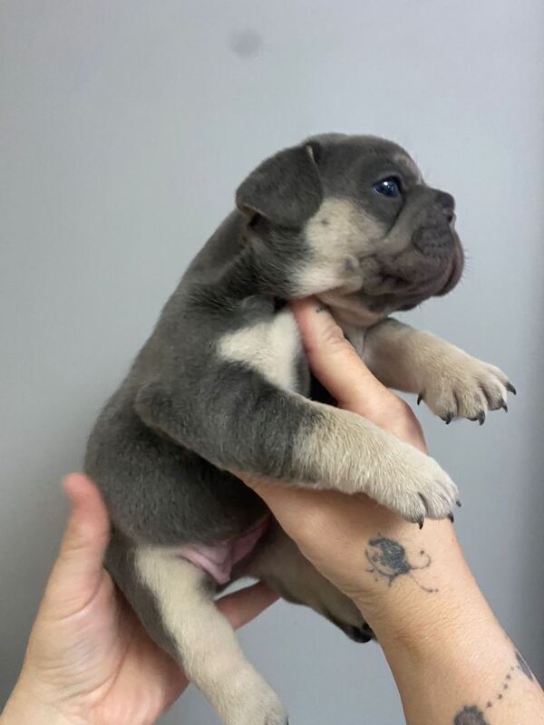 French Bulldog Puppies Blue & Tan - Image 4 of 5