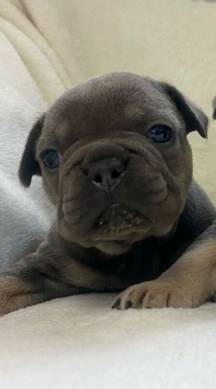 French Bulldog Puppies Blue & Tan - Image 5 of 5