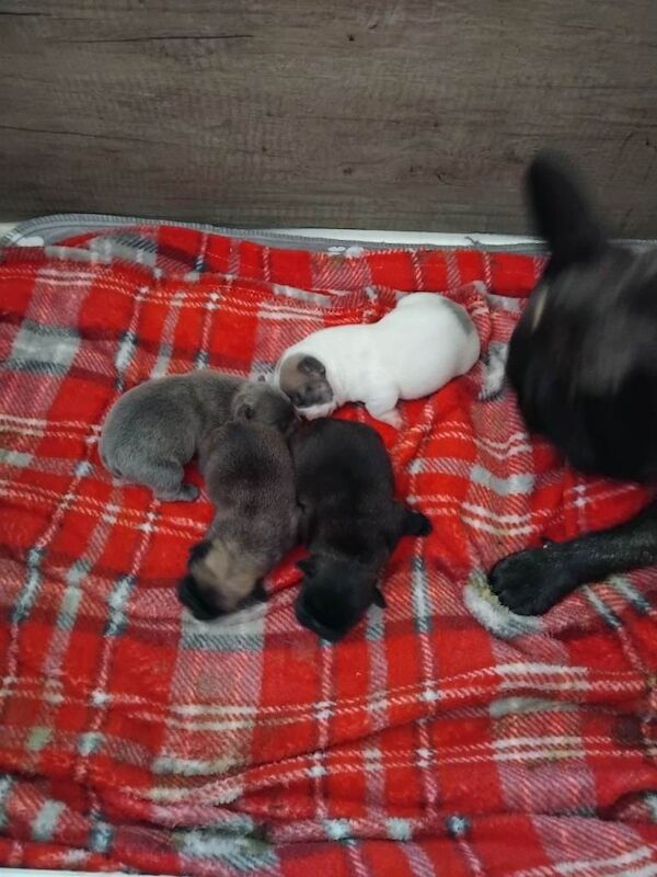 French bulldog puppies for sale 1200 - Image 2 of 3