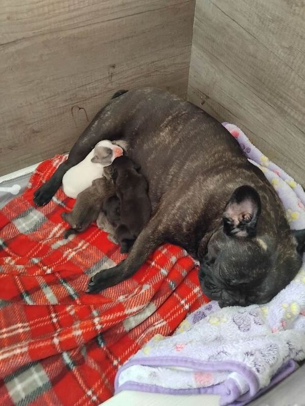 French bulldog puppies for sale 1200 - Image 3 of 3