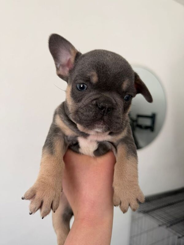 Frenchie Puppies For Sale