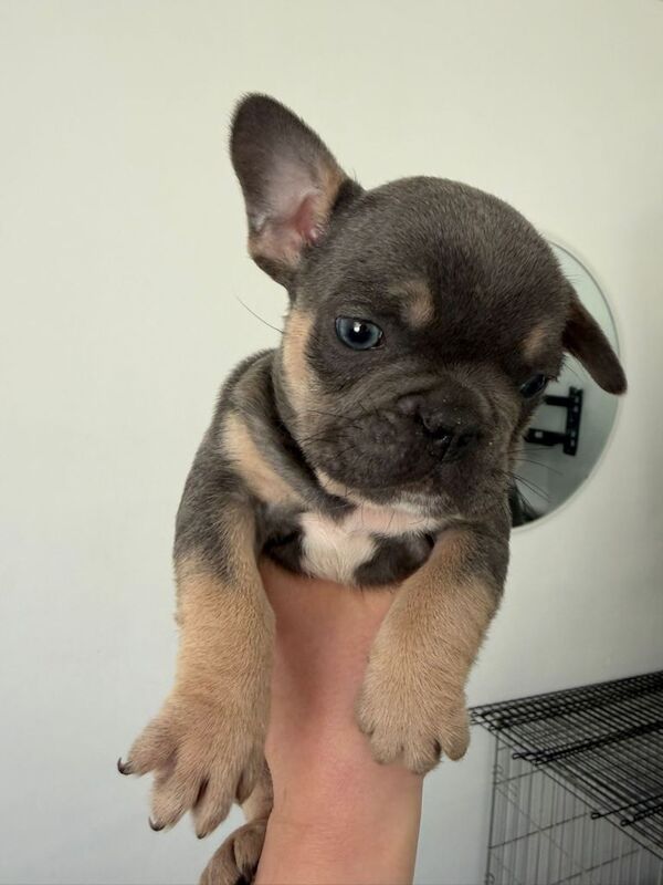 French Bulldog puppies for sale. £1350 - Image 2 of 5