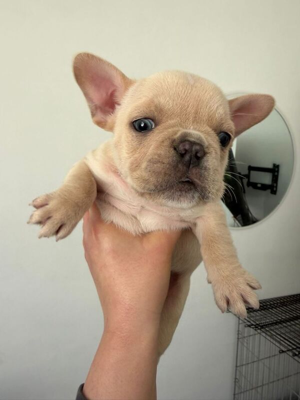 French Bulldog puppies for sale. £1350 - Image 3 of 5