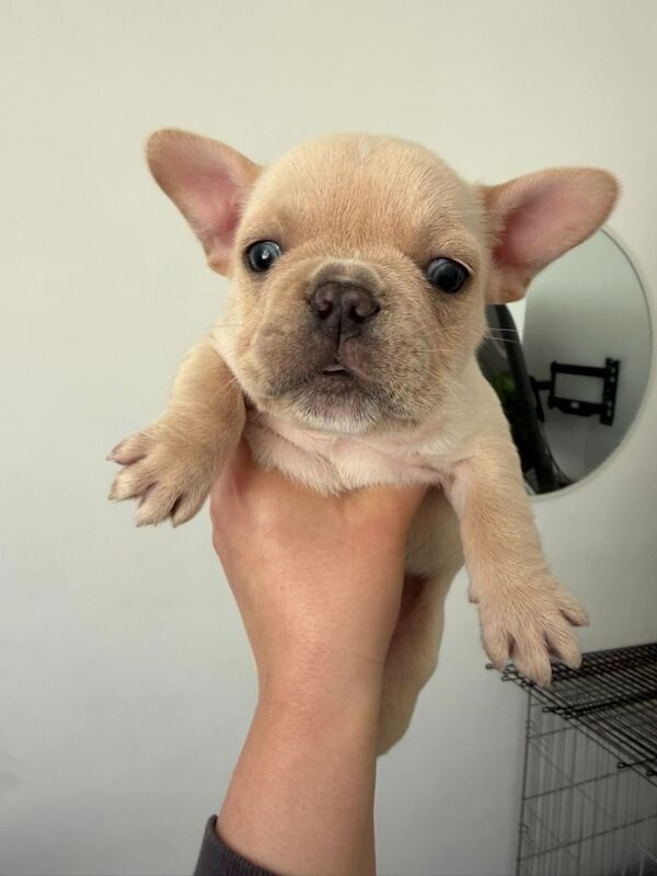 French Bulldog puppies for sale. £1350 - Image 4 of 5