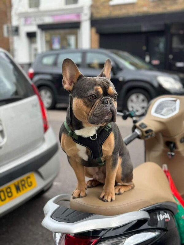 French Bulldog puppies for sale. £1350 - Image 5 of 5