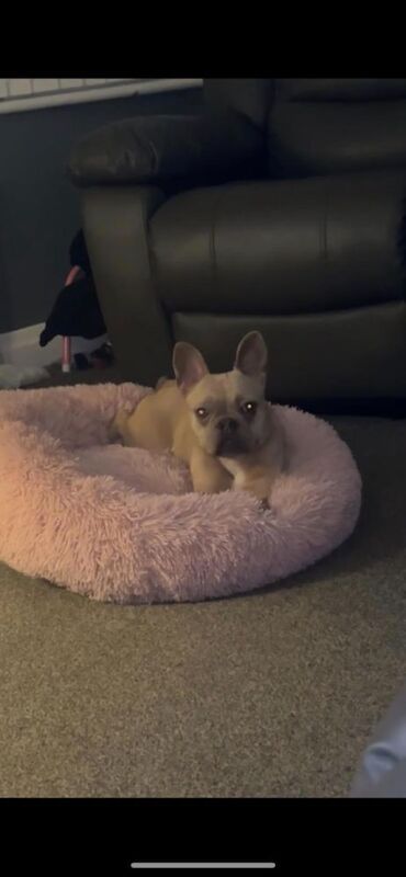 French Bulldog Puppies For Sale - Image 2 of 4