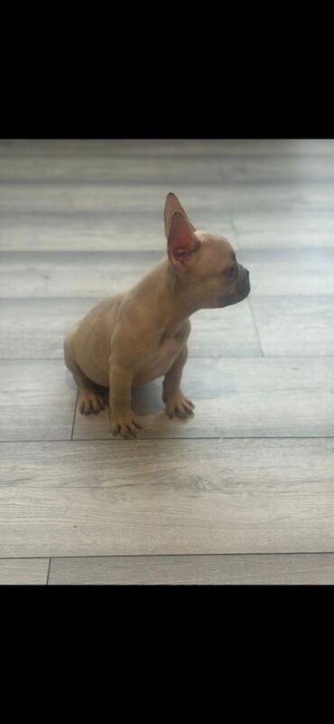 French Bulldog Puppies For Sale - Image 3 of 4