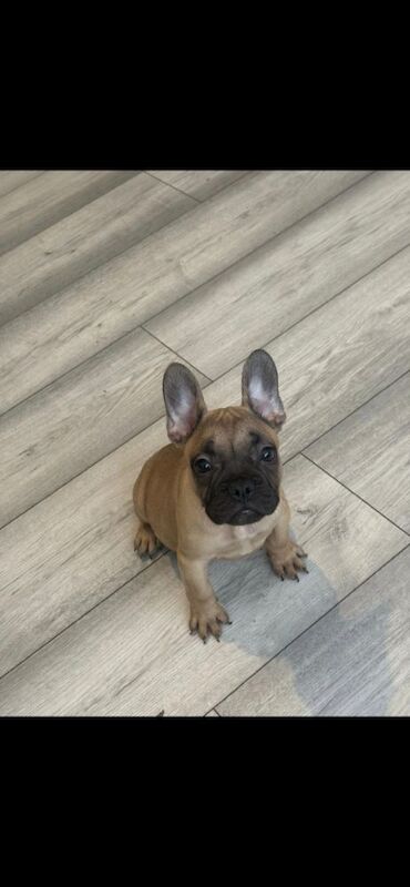 French Bulldog Puppies For Sale - Image 4 of 4