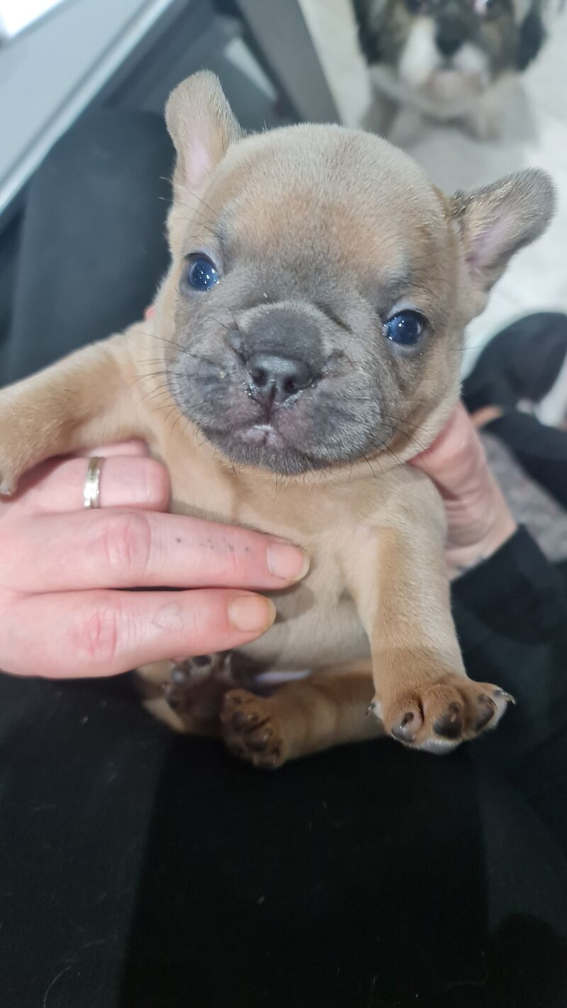 French Bulldog puppies for sale in Maidenhead, Berkshire | Image 2