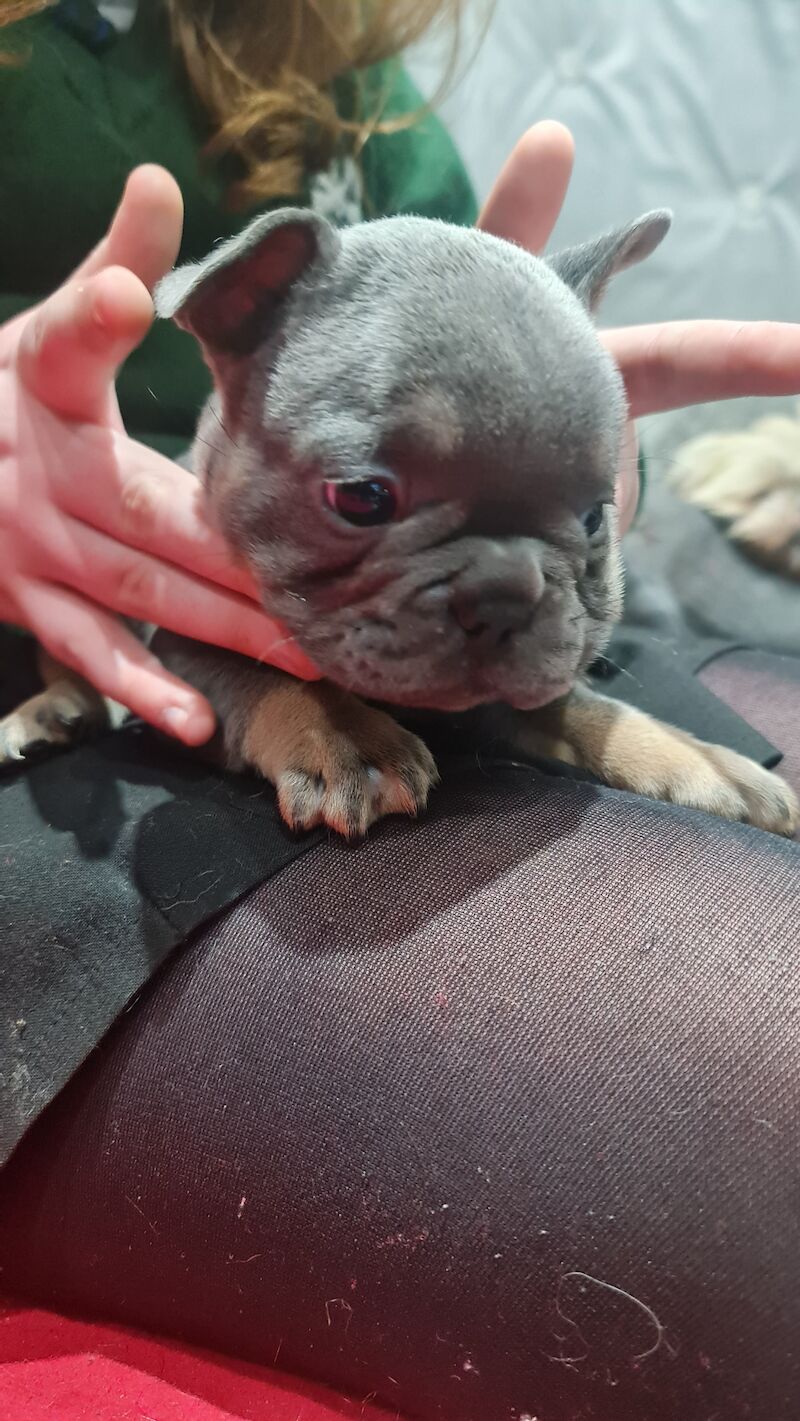 French Bulldog puppies for sale in Maidenhead, Berkshire – KC registered, 1 year old - Image 3 of 3