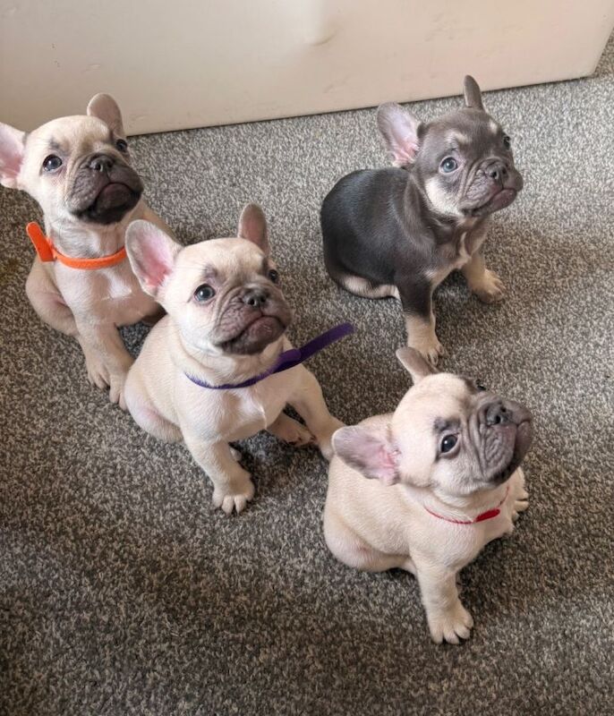 Blue French Bulldog Puppies For Sale