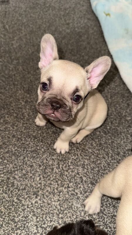 French bulldog puppies for sale 3 cream and 1 brown - Image 2 of 4